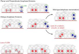 Maybe you would like to learn more about one of these? Telophase Correction Refines Division Orientation In Stratified Epithelia Biorxiv