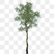 Gambar papan kayu berlubang, naik, kayu, kayu png transparan clipart dan file psd untuk unduh gambar papan kayu berlubang, naik, kayu, kayu png clipart ini dengan latar belakang. Pohon Indonesia Png Images Vector And Psd Files Free Download On Pngtree In 2021 Framed Flag Melaleuca Indonesia Independence Day