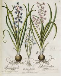Hyacinthus Orientalis Circa 1640 Botanical Prints Vintage Botanical Prints Plant Drawing