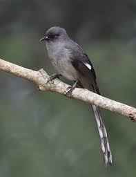 Black Bird With Long Tail India Long Tailed Sibia Beautiful Birds Animals Beautiful Backyard Birds