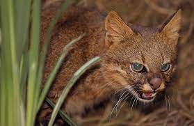 Pampas cat (leopardus colocolo) portrait, cerrado ecosystem colocolo (leopardus colocolo) is a small spotted and striped cat native to the west andean slope in central and northern chile. Hallan Un Felino Tras Una Decada Sin Ser Visto