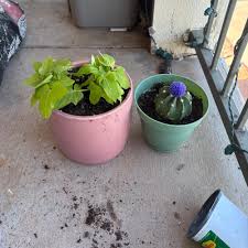 Image result for Ipomoea welwitschii