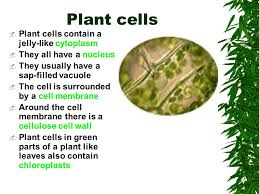Maybe you would like to learn more about one of these? Food Production Action In Plants Plant Cells Plant Cells Contain A Jelly Like Cytoplasm They All Have A Nucleus They Usually Have A Sap Filled Ppt Download