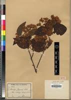 Image result for Dombeya kirkii