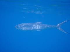 The hawaiian name for the fish is awa, and in tahitian it is ava.it is called bangús in the philippines, where it is popularly known as the national fish, although the national commission for culture and the. Stri Research Portal Chanos Chanos