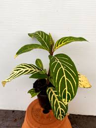 Image result for Sanchezia speciosa