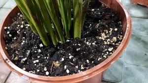 نخيل الاريكا الداخلى Youtube