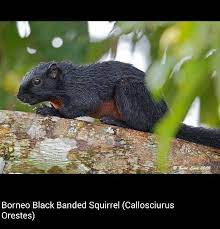A Black Squirrel Black Giant Squirrel Giant Squirrel Squirrel Pictures