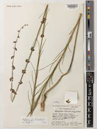 Image result for Aspidoglossum glabellum