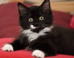 Sapsikoooo Cats Cute Baby Cats Pretty Cats
