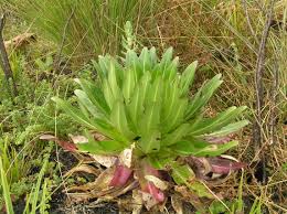 Image result for Lobelia chireensis