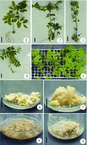 Image result for Phyllanthus tenellus