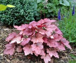 Flowering shrubs are used more and more in the landscape by gardeners who want a reliable, and beautiful presentation with minimal fuss. Pin Op Foliage