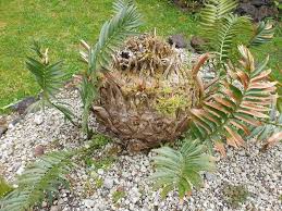 Image result for Encephalartos ngoyanus