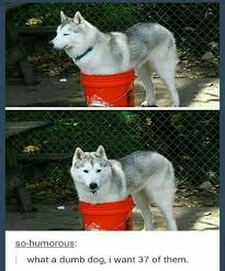54 Funny Fresh And Fantastic Animal Memes To Get You Going Justviral Net Dumb Dogs Dog Quotes Funny Funny Animal Pictures