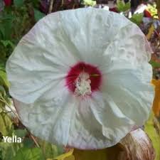Image result for Hibiscus mechowii