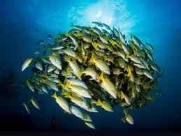 Biologii spun că situaţia din adâncul mării negre este destul de gravă. Curiozitatile Naturii Bancurile De Pesti Galerie Foto