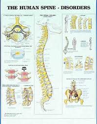 Education Scientific Products Human Spine Disorders