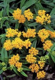Eye catching, butter yellow flowers. 10 Yellow Flowering Plants Ideas Plants Planting Flowers Yellow Flowering Plants