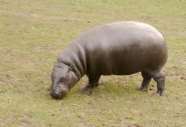 Although it was not a very happy list to compile, part of the reason for doing so was to raise awareness of the. Top 10 Most Endangered Animals In Africa Where To Find Them
