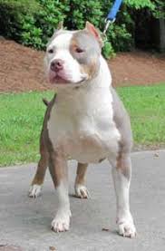 Champagne Purple Tri Color Pitbull Pictures Bully Breeds Dogs Pitbull Dog Beautiful Dogs