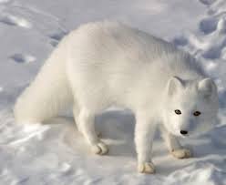 photographer on twitter in 2021 fox species arctic fox fox pictures