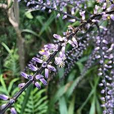 Image result for Cordyline stricta