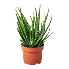We did not find results for: Full Sun Exposure Aloe Vera Plant Rs 100 Piece Newtech Landscapes Nursery Id 21025116933