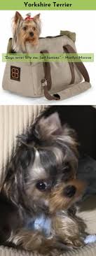 While it is not an insect, a spider can leave a 3 point bite mark. Pin On Yorkshire Terrier