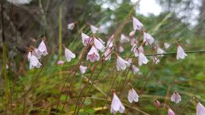 Image result for Linnaea borealis