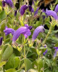 Image result for Strobilanthes