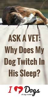 Pin On Dog Behaviour