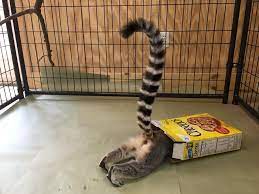 Animal Enrichment Post Of The Day Lol This Is Indian Creek Zoo S Education Lemur Discovering Enrichment In A Box At The Ani Zoo Animals Zoo Animal Behavior