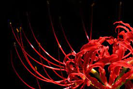 Check spelling or type a new query. September Brings With It A Sea Of Red Spider Lilies In Japan Ikidane Nippon