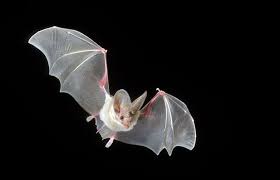 The Big Eared California Leaf Nosed Bat Bat Nose California