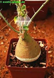 Image result for Adenia spinosa