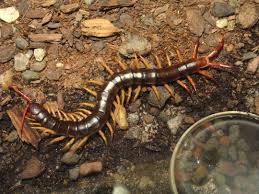 This specimen was not yet full grown but as you can see, it was already an impressive size. Scolopendra Subspinipes Wikipedia