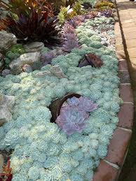 Echeveria Elegans Succulent Garden Design Plants Succulents
