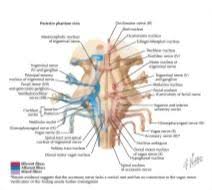 Brainstem nuclei involved in the control of mandibular movements in rats. Cranial Nerve Nuclei In Brainstem Schema
