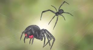 See more of black widow pest control, llc on facebook. How To Get Rid Of Black Widow Spiders With Pictures Wikihow