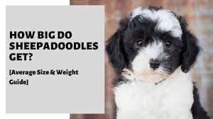 Oct 03, 2020 · sheepadoodle puppies can cost anywhere between $1000 to $3000 depending on the color. How Big Do Sheepadoodles Get Average Size Weight Guide