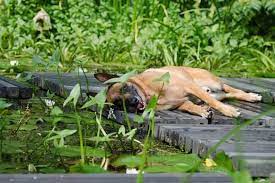 If you ask what a holding pond is, a holding pond is a pond that is not connected to another body of water. How To Keep Dogs Away From Ponds Water Garden Advice