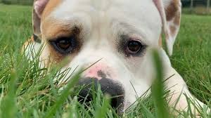 Bulldog rescue squad is dedicated to rescuing purebred english. German Speaking Dog Abandoned In Yorkshire Learns English Bbc News