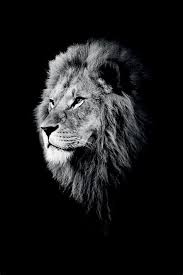 202 Free Lion Pictures 038 Images In Hd Lion Photography Lion Pictures Lion Art