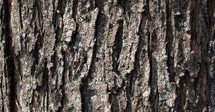 Image result for tree bark
