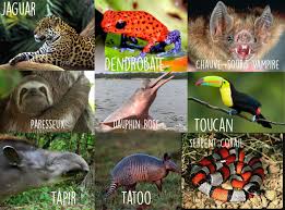 D'autres animaux de la forêt amazonienne : La Foret Amazonienne Itinerantour