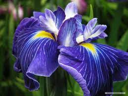 Free Wallpaper Free Flower Wallpaper Iris Flower Wallpaper Iris Flowers Iris Flower Pictures Free Flower Wallpaper