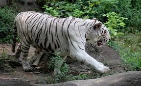 Originally a lone hero, she joined s.h.i.e.l.d. White Tiger Controversy Zoos Shouldn T Raise These Inbred Ecologically Irrelevant Animals