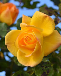 Pin By Dlo Jan On Gol Beautiful Flowers Pretty Flowers Roses Only