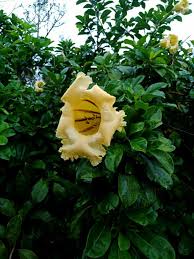 Image result for Solandra maxima